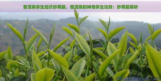 普洱茶养生知识妙用篇，普洱茶的神奇养生功效：妙用篇解析