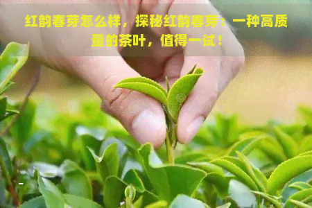 红韵春芽怎么样，探秘红韵春芽：一种高质量的茶叶，值得一试！