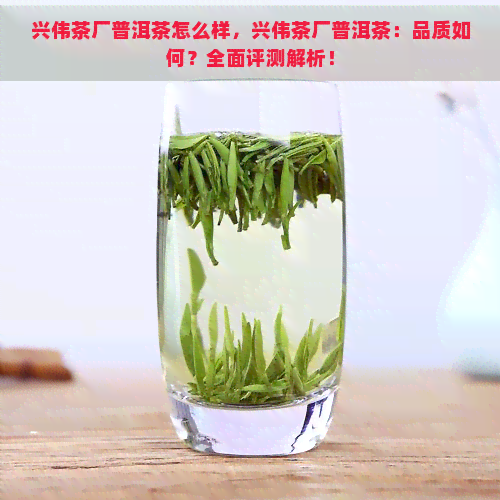 兴伟茶厂普洱茶怎么样，兴伟茶厂普洱茶：品质如何？全面评测解析！