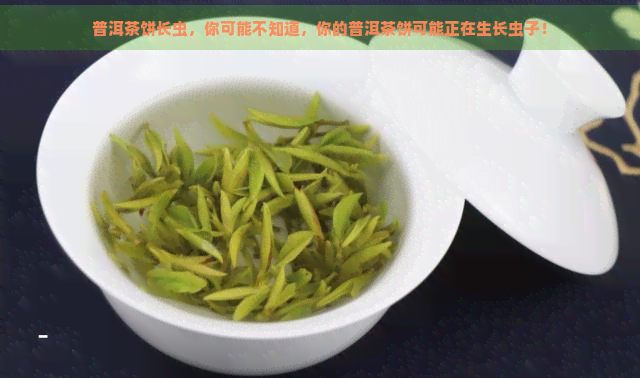 普洱茶饼长虫，你可能不知道，你的普洱茶饼可能正在生长虫子！