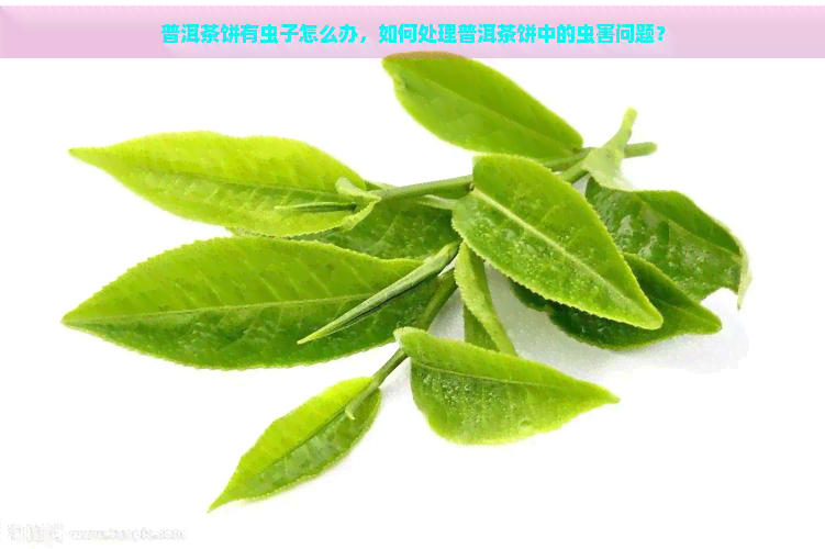 普洱茶饼有虫子怎么办，如何处理普洱茶饼中的虫害问题？