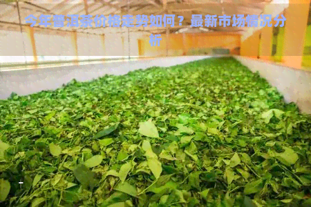 今年普洱茶价格走势如何？最新市场情况分析