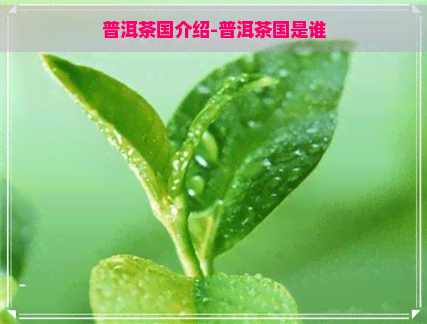 普洱茶国介绍-普洱茶国是谁