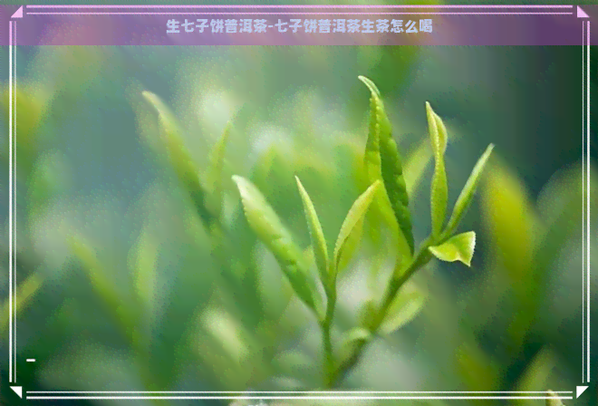 生七子饼普洱茶-七子饼普洱茶生茶怎么喝