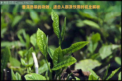 普洱熟茶的功效、适合人群及饮用时机全解析