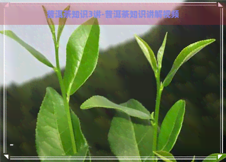 普洱茶知识3讲-普洱茶知识讲解视频