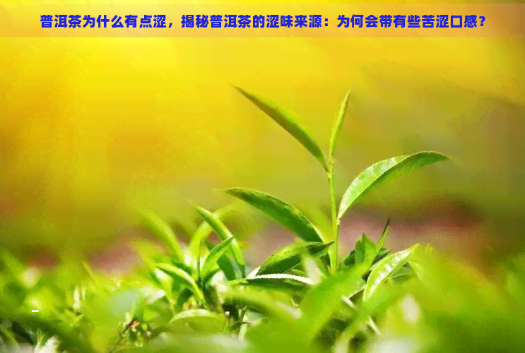 普洱茶为什么有点涩，揭秘普洱茶的涩味来源：为何会带有些苦涩口感？