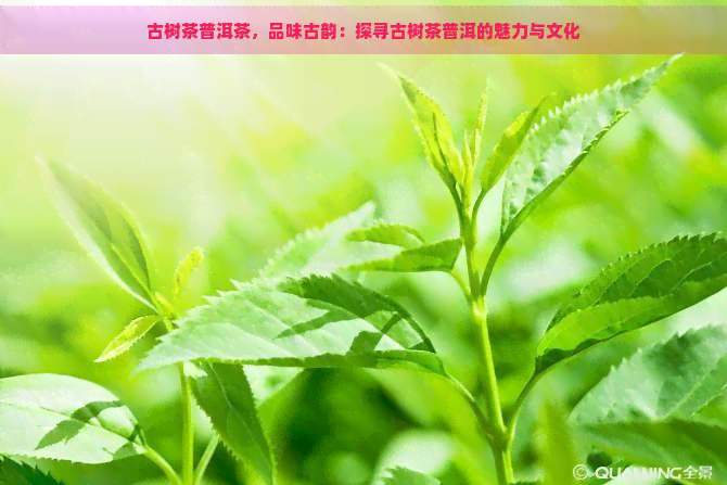 古树茶普洱茶，品味古韵：探寻古树茶普洱的魅力与文化