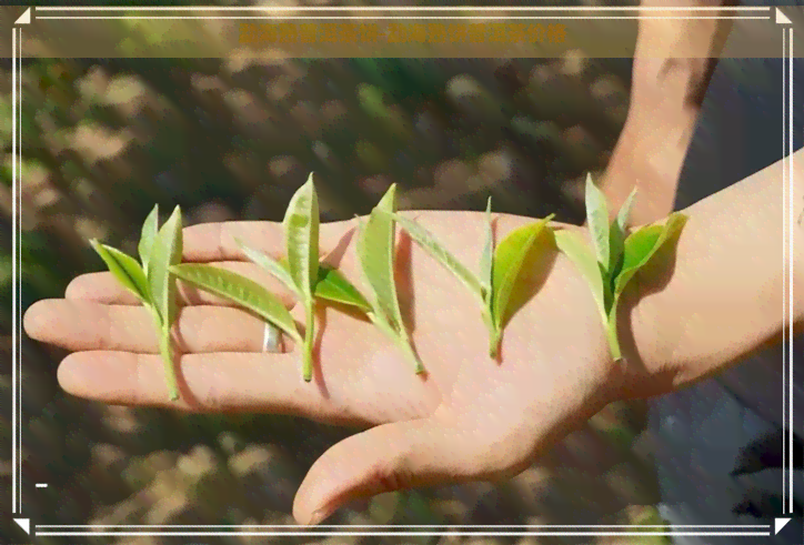 勐海熟普洱茶饼-勐海熟饼普洱茶价格