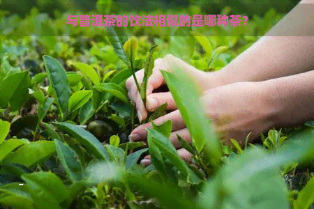 与普洱茶的饮法相似的是哪种茶？