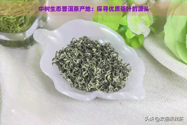 中树生态普洱茶产地：探寻优质茶叶的源头