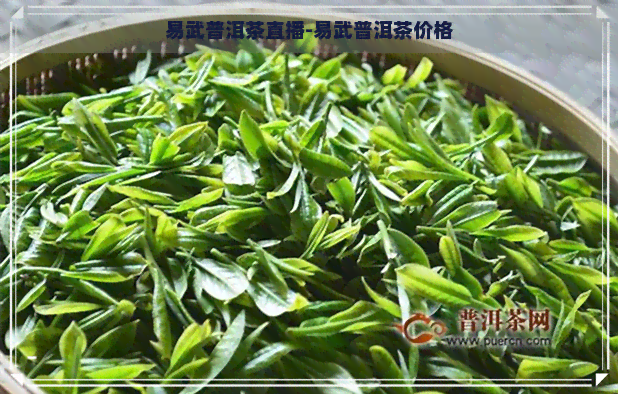 易武普洱茶直播-易武普洱茶价格