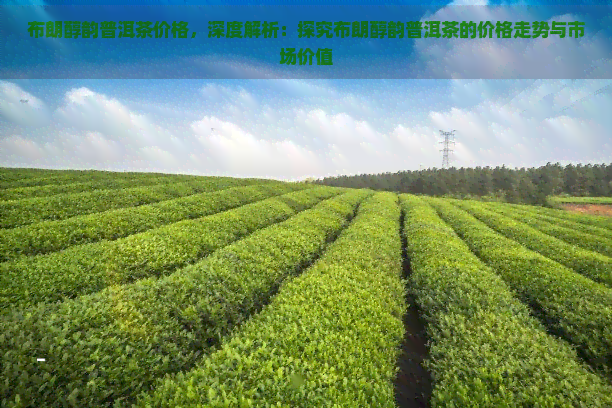 布朗醇韵普洱茶价格，深度解析：探究布朗醇韵普洱茶的价格走势与市场价值