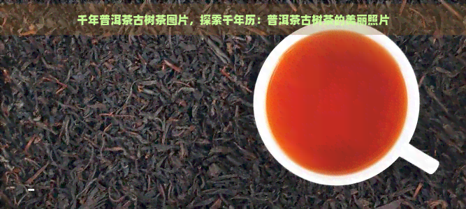 千年普洱茶古树茶图片，探索千年历：普洱茶古树茶的美丽照片