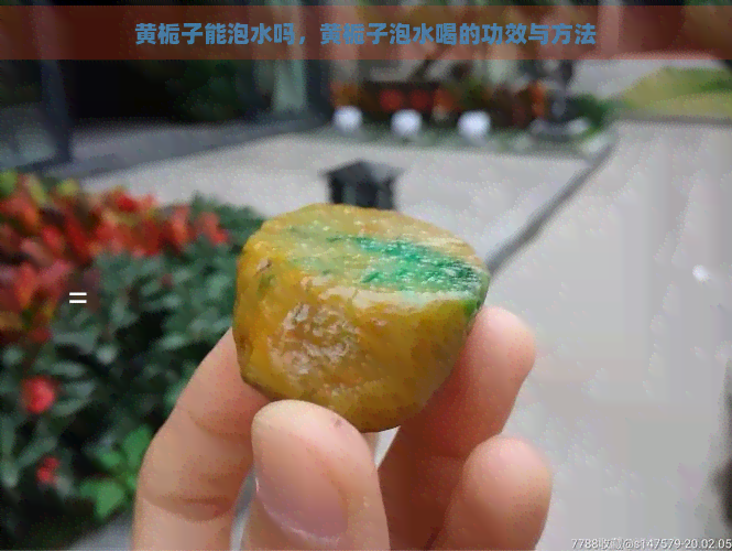 黄栀子能泡水吗，黄栀子泡水喝的功效与方法