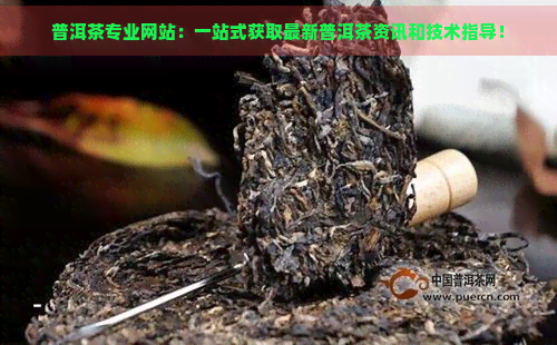 普洱茶专业网站：一站式获取最新普洱茶资讯和技术指导！