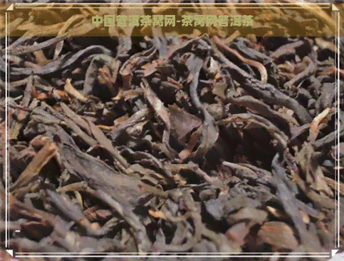 中国普洱茶窝网-茶窝网普洱茶