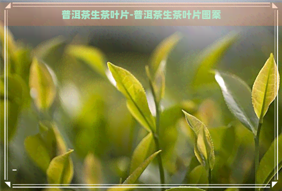 普洱茶生茶叶片-普洱茶生茶叶片图案