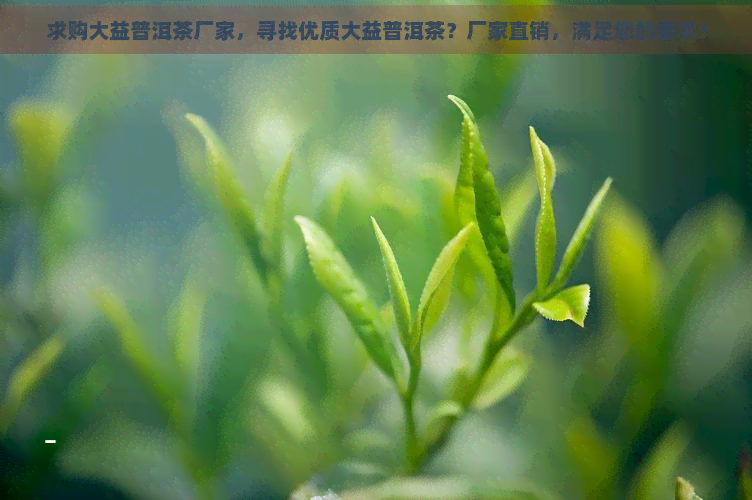 求购大益普洱茶厂家，寻找优质大益普洱茶？厂家直销，满足您的需求！