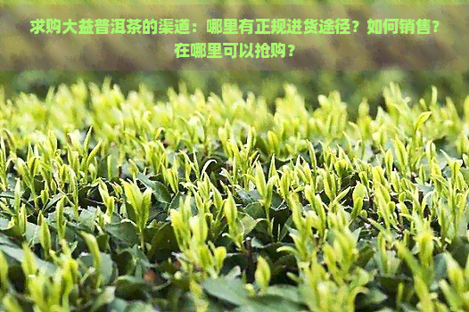 求购大益普洱茶的渠道：哪里有正规进货途径？如何销售？在哪里可以抢购？