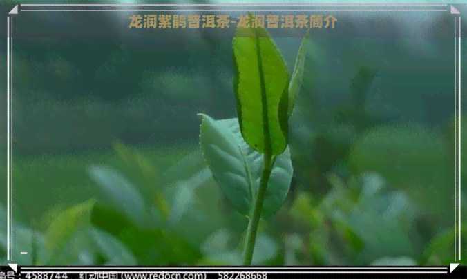 龙润紫鹃普洱茶-龙润普洱茶简介