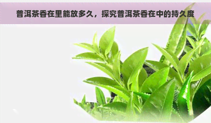 普洱茶香在里能放多久，探究普洱茶香在中的持久度