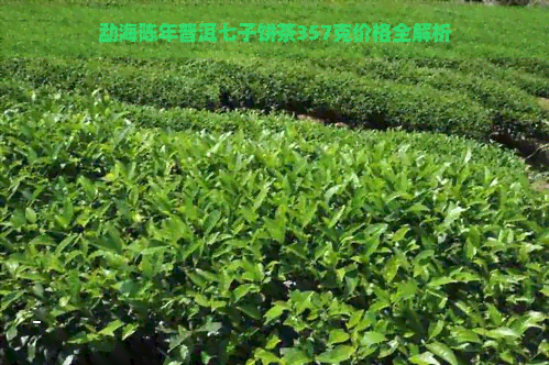 勐海陈年普洱七子饼茶357克价格全解析