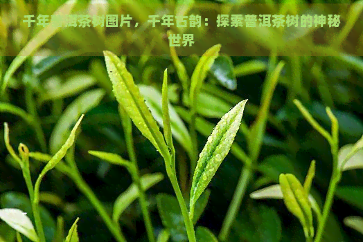 千年普洱茶树图片，千年古韵：探索普洱茶树的神秘世界