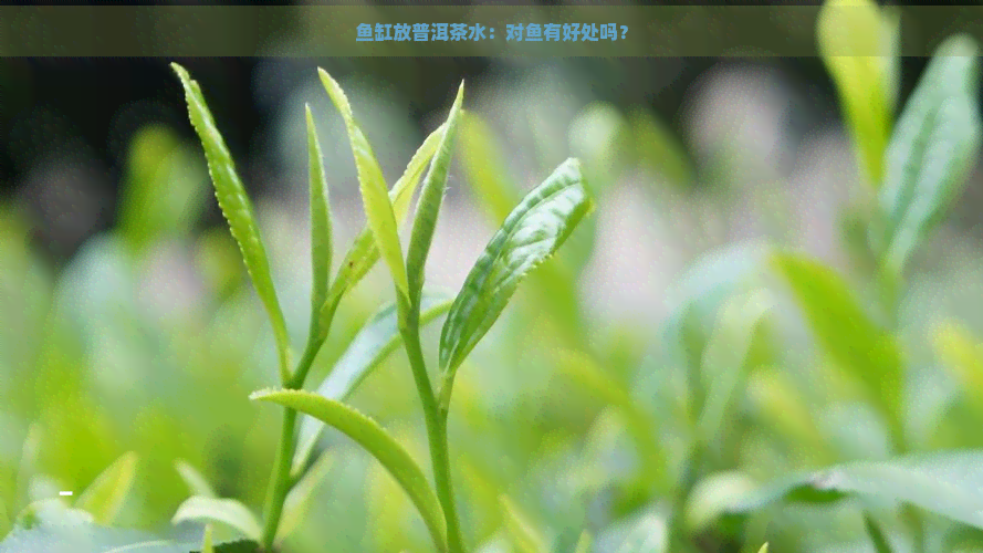 鱼缸放普洱茶水：对鱼有好处吗？