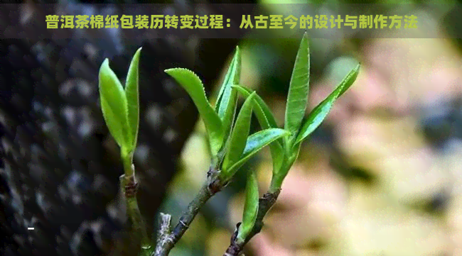 普洱茶棉纸包装历转变过程：从古至今的设计与制作方法