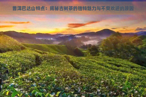 普洱巴达山特点：揭秘古树茶的独特魅力与不受欢迎的原因