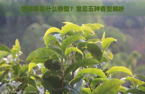 普洱茶是什么香型？常见五种香型解析