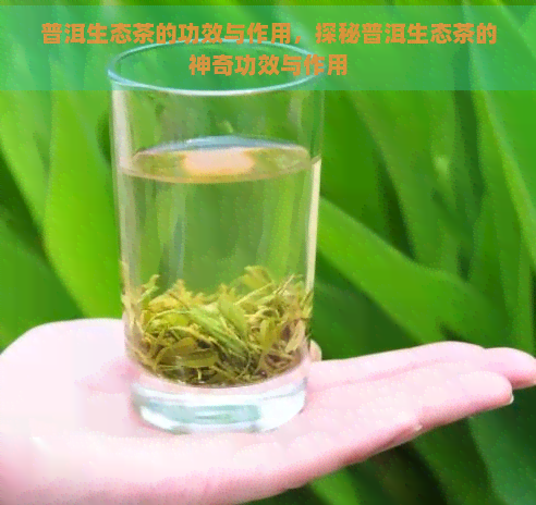 普洱生态茶的功效与作用，探秘普洱生态茶的神奇功效与作用