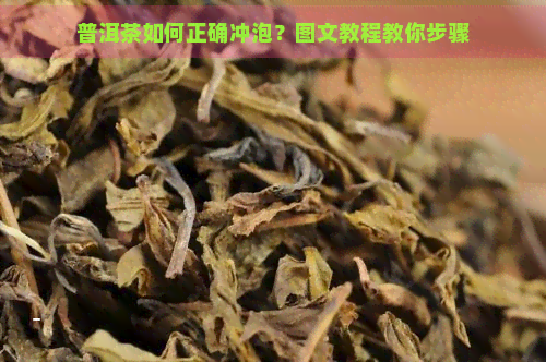 普洱茶如何正确冲泡？图文教程教你步骤