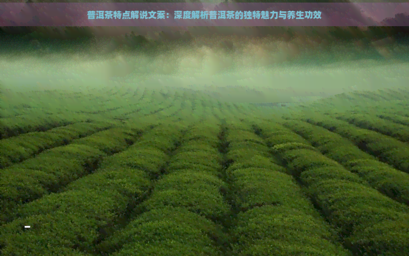 普洱茶特点解说文案：深度解析普洱茶的独特魅力与养生功效