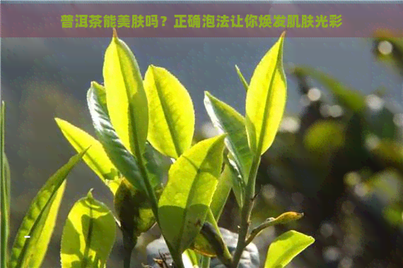 普洱茶能美肤吗？正确泡法让你焕发肌肤光彩