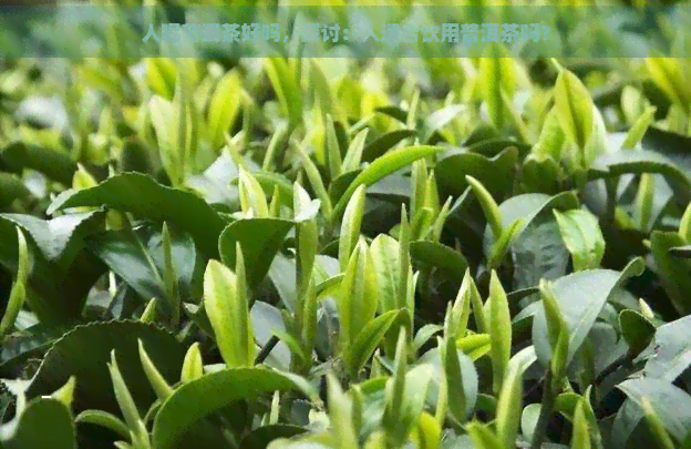 人喝普洱茶好吗，探讨：人适合饮用普洱茶吗？