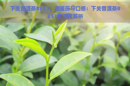 下关普洱茶8853，品鉴历与口感：下关普洱茶8853的深度解析