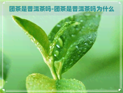 团茶是普洱茶吗-团茶是普洱茶吗为什么