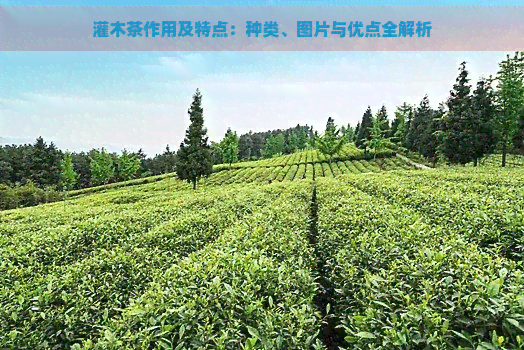 灌木茶作用及特点：种类、图片与优点全解析