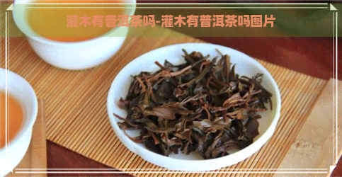 灌木有普洱茶吗-灌木有普洱茶吗图片