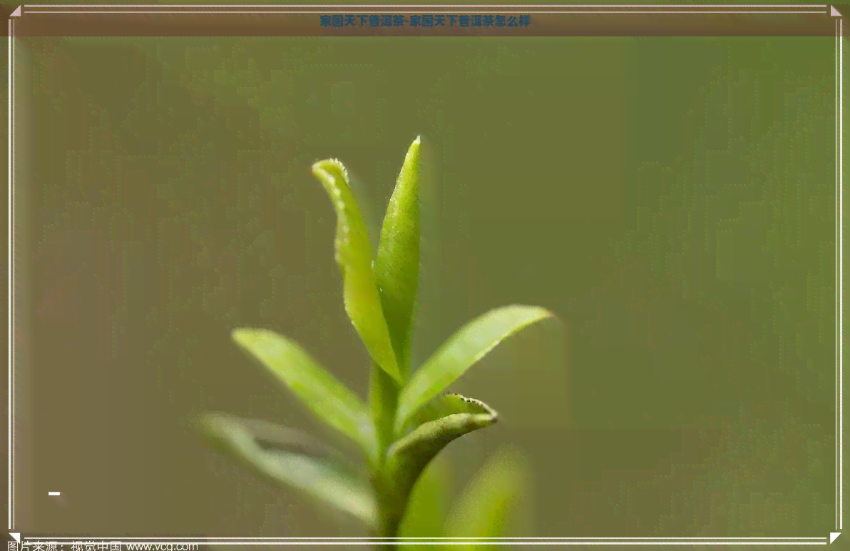 家国天下普洱茶-家国天下普洱茶怎么样