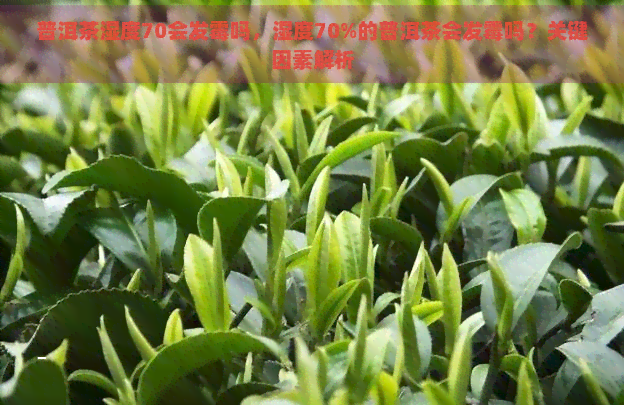 普洱茶湿度70会发霉吗，湿度70%的普洱茶会发霉吗？关键因素解析