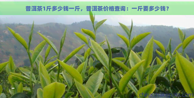 普洱茶1斤多少钱一斤，普洱茶价格查询：一斤要多少钱？