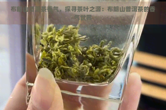 布朗山普洱茶香气，探寻茶叶之源：布朗山普洱茶的香气世界