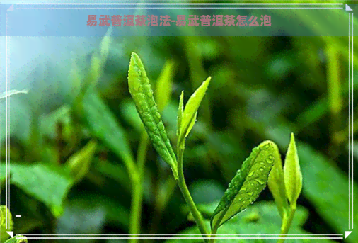 易武普洱茶泡法-易武普洱茶怎么泡