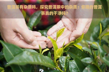 普洱茶有杂质吗，探究普洱茶中的杂质：你喝的普洱茶真的干净吗？