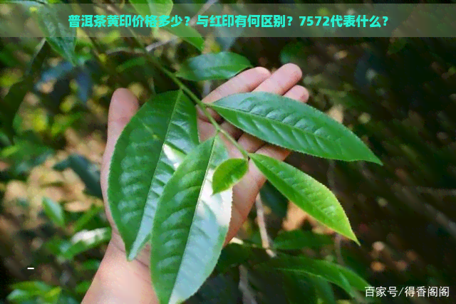 普洱茶黄印价格多少？与红印有何区别？7572代表什么？