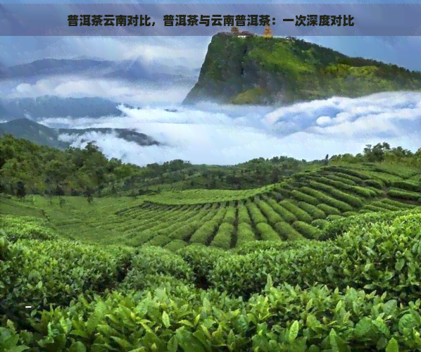 普洱茶云南对比，普洱茶与云南普洱茶：一次深度对比