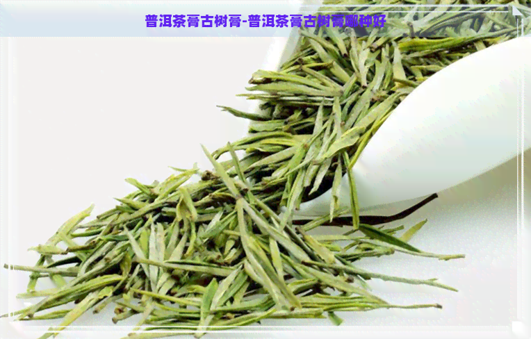 普洱茶膏古树膏-普洱茶膏古树膏哪种好